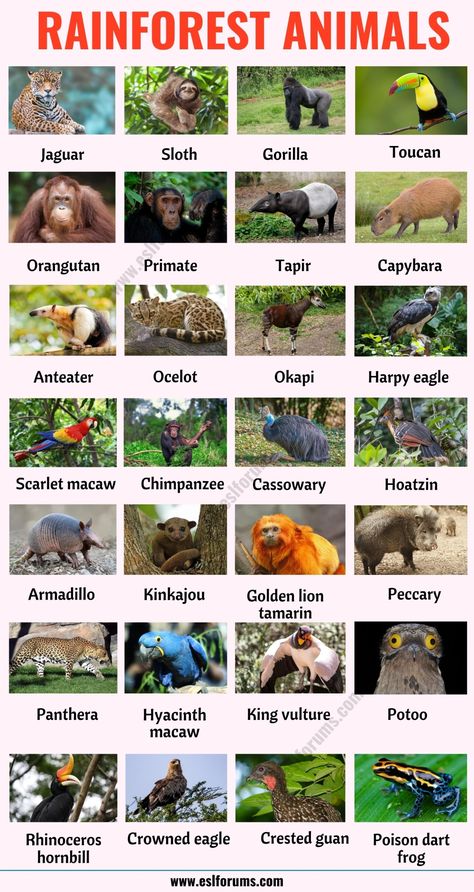 Rainforest Animals: List of 25+ Animals that Live in the Rainforest with ESL Picture! - ESL Forums Invertebrates Animals, Animals Of The Rainforest, Animals Name List, Wild Animals List, Animal List, Animals List, Animals Name In English, Animal Infographic, Expand Your Vocabulary