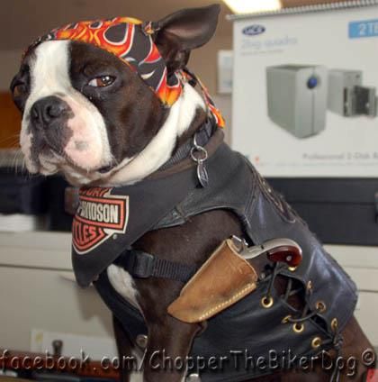 Chopper the Biker Dog (he's an awesome therapy dog. Visit his Facebook page!) Puppy Crafts, Biker Dog, Boston Terrier Love, Boston Terrier Dog, In Sign, Therapy Dogs, Look At You, Big Dogs, Belle Photo