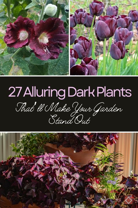 Discover the beauty of dark plants with this guide to 27 alluring varieties that will make your garden stand out. From deep, velvety foliage to nearly black flowers, these plants add a dramatic touch to any garden. Perfect for creating contrast and visual interest, these dark plants are easy to care for and thrive in various garden conditions. Transform your garden into a unique and enchanting space with these stunning plants. Dark Foliage Plants, Gothic Garden Plants, Black Bushes, Purple Garden Ideas, Witch Garden Plants, Gothic Garden Aesthetic, Dark Plant Aesthetic, Dark Garden Aesthetic, Plants For Dark Rooms