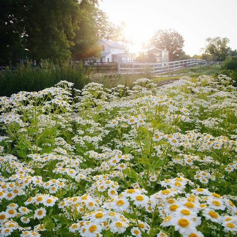 Flower Farm Rows, Filler Bouquet Flowers, Flower Hill Farm, Wild Flower Yard Ideas, Northlawn Flower Farm, Flower Farm Inspiration, Cut Flower Landscaping, Wild Flower Farm, Perennial Cut Flower Garden