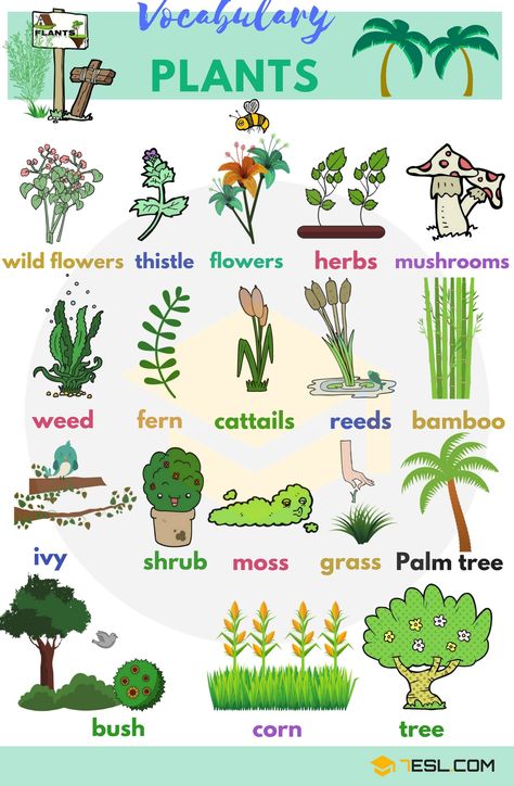 0shares Learn Plant and Flower Vocabulary in English through Pictures and Videos. Plants are one of five big groups of living … Materi Bahasa Inggris, Learning English For Kids, English Vocab, English Language Teaching, English Lessons For Kids, Grammar And Vocabulary, Learn English Vocabulary, Flower Names, English Language Learning