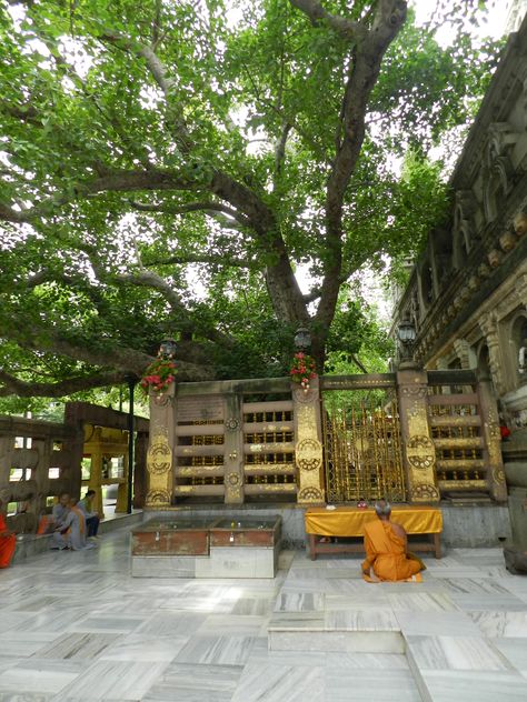 Bodi tree, Bodh Gaya, India Spiritual Water, Bodh Gaya, Buddhist Temples, Buddha Temple, Bodhi Tree, Buddha Image, Level 4, Buddhist Temple, Incredible India