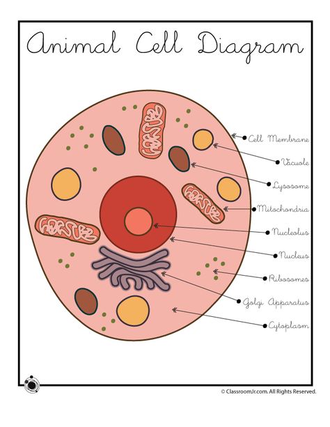 Animal Cell Diagram Cell Pictures, Animal Cell Diagram, Animal Cell Drawing, Plant Cell Project, Cell Drawing, Animal Cell Project, Cell Diagram, Science Cells, Cells Worksheet