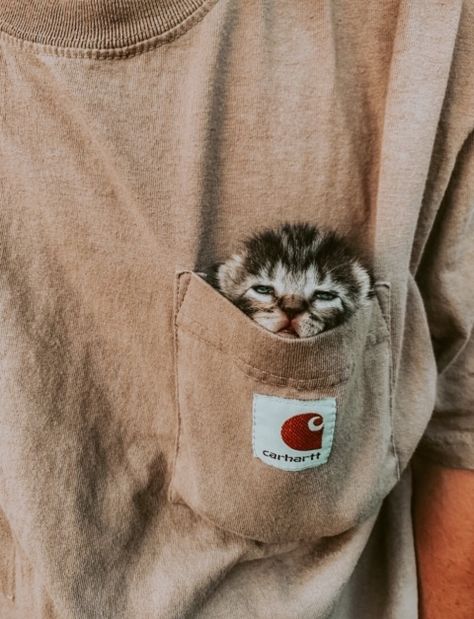 vibewithvsco Shirt Pocket, Cute Creatures, Animal Planet, Crazy Cat Lady, Cute Funny Animals, Crazy Cats, Cute Love, Animal Pictures