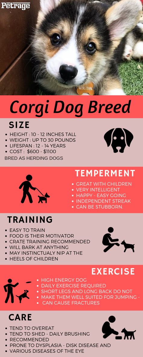 Corgi Puppy Tips, Corgi Tips, Corgi Training, Cowboy Corgi, Facts Infographic, Corgi Dog Breed, Corgi Breeds, Corgi Facts, Corgi Dogs