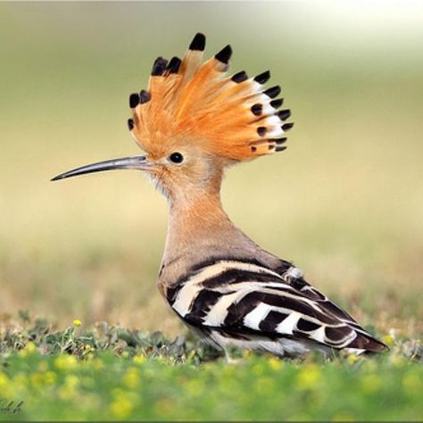 Hoopoe Bird, photo by Maryam Maziun Hoopoe Bird, British Birds, Bird Photos, Migratory Birds, Rare Species, List Of Animals, Most Beautiful Birds, Tiny Bird, Exotic Bird