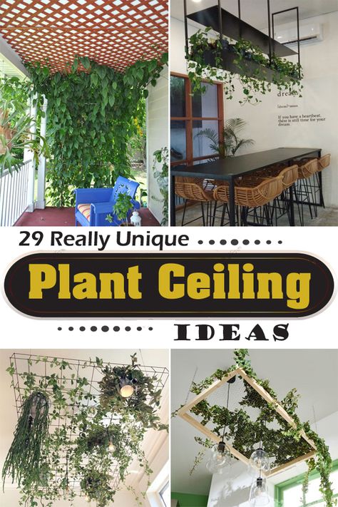 Plant Ceiling, Hang Plants From Ceiling, Indoor Vines, Hanging Plants Outdoor, Fake Hanging Plants, Blue Deck, Plant Display Ideas, Indoor Plant Wall, Hanging Plant Wall