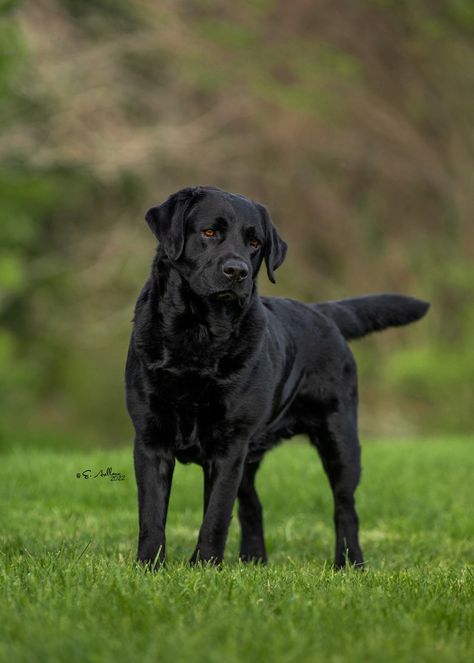 English Labrador Breeders TN | Smoky Mountain Labradors Labrador Black Dog, Black English Labrador, British Labrador Retriever, Labra Dog Puppy, Black Labrador Aesthetic, Black English Lab, English Black Lab, English Labrador Retriever, English Lab Puppies