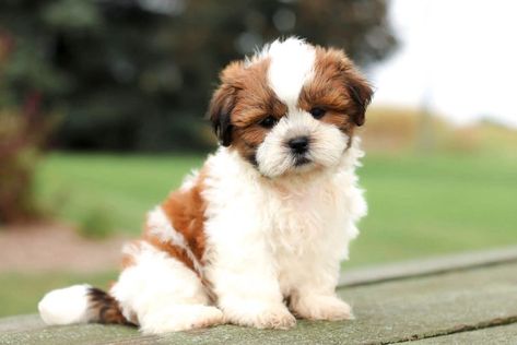 Shihpoo Puppies, Shitzu Mix, Shih Tzu Bichon, Shichon Puppies, Poodle Mix Puppies, Teddy Bear Puppies, Shih Poo, Poodle Mix, Puppy For Sale