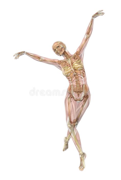 Skeleton with Muscles - Ballet Pose vector illustration Muscle Pose, Skeleton Muscles, Ballet Pose, Pose Stock, Ballet Poses, A Level Art, 3d Render, Muscles, Skeleton