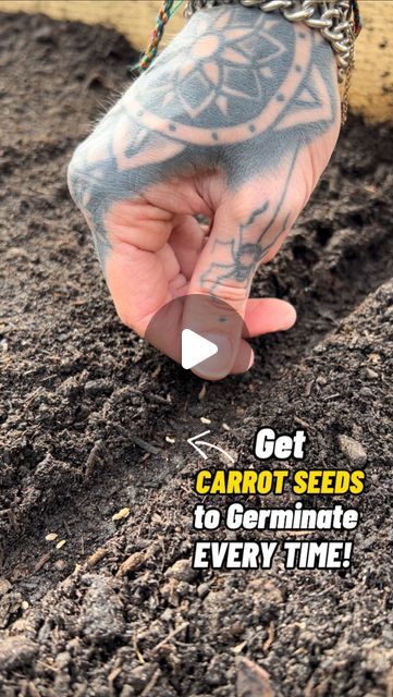 Get Carrots to Germinate Every time! 🥕👍🏻  I love growing carrots from seed, but they are one of the only crops I direct sow stra... | Instagram How To Harvest Carrot Seeds, Carrot Seeds Planting, How To Plant Carrots From Seeds, How To Grow Carrots From Seeds, Planting Carrots From Seed, How To Grow Carrots, Carrot Planting, Growing Carrots From Seed, Planting Carrots