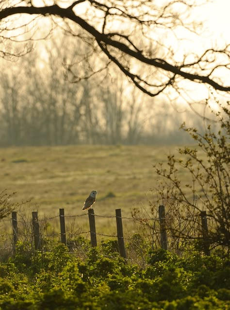 Earth Witch, Australia Landscape, Country Fences, Country Farm, Barn Owl, Country Life, Farm Life, A Tree, Beautiful Landscapes