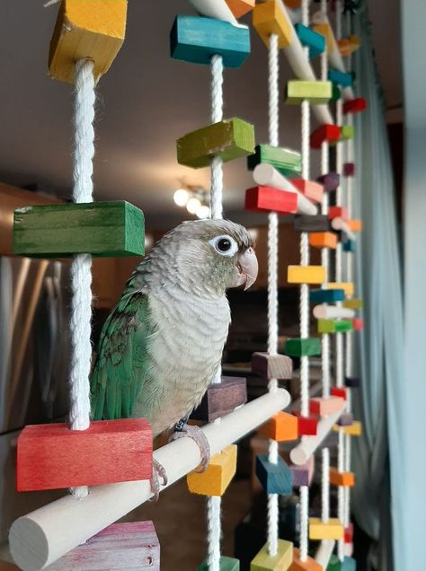 Quaker Parrot Cage Setup, Green Cheek Conure Cage Setup, Parrot Room, Green Cheeked Conure, Conure Cage, Conure Toys, Parrot Play Stand, Parrot Cages, Bird Room