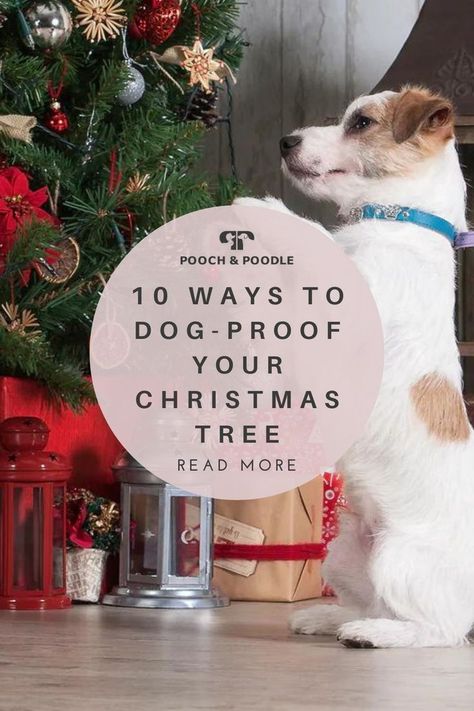 10 Ways to Dog-Proof Your Christmas Tree Puppy Proof Christmas Tree Ideas, Decorating The Christmas Tree, Christmas Tree Dog, Puppy Proofing, New Puppy, Christmas Season, Christmas Dog, The Start, Christmas Seasons