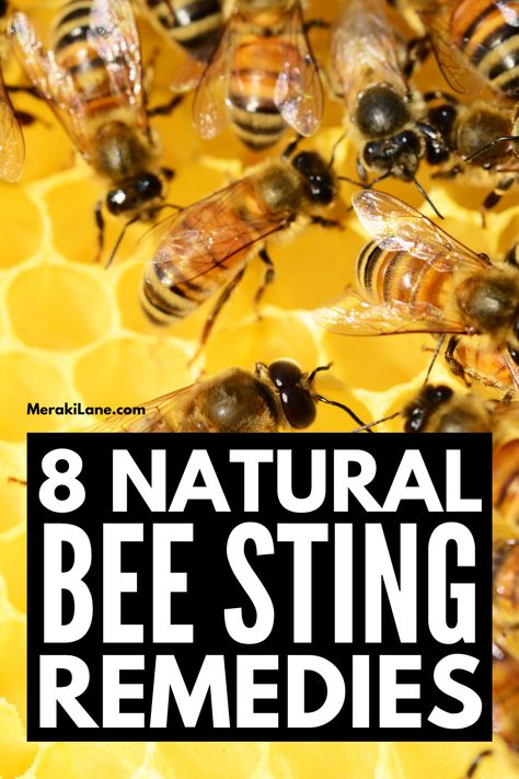 8 Bee Sting Remedies Everyone Should Know Bee Sting Essential Oil, Bee Sting Remedies, Bee Sting Relief, How To Help Bees, Treating Bee Stings, Remedies For Bee Stings, Wasp Stings, Homeopathy Remedies, Sick Remedies