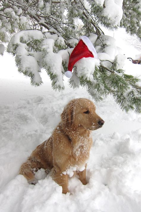 . Christmas Dog Photography, Golden Retriever Wallpaper, Dog Christmas Photos, Golden Retriever Christmas, Christmas Dreaming, Xmas Wallpaper, Preppy Christmas, Cosy Christmas, Fell Asleep