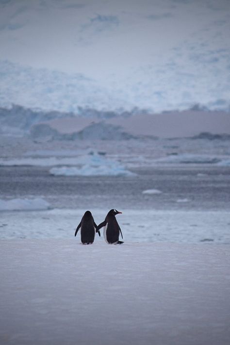 Snow Wallpaper Hd, Penguin Photo, Low Maintenance Landscape, Penguin Walk, Two Penguins, Penguin Wallpaper, Animal Wallpapers, Snow Animals, Winter Iphone