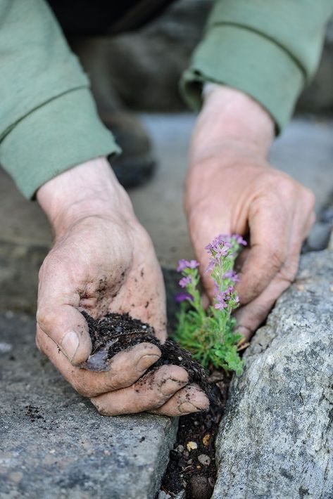 Rockery Garden Ideas, Rockery Ideas, Rockery Garden, Front Landscape, Rock Bed, Alpine Garden, Rock Garden Plants, Succulent Landscaping, Alpine Plants