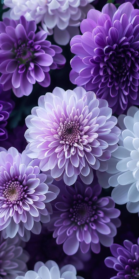 Iphone Wallpaper Purple Flower, Deco Violet, Purple Flowers Garden, Flowers Black Background, Purple Flowers Wallpaper, Lavender Aesthetic, Flowers Photography Wallpaper, Pretty Phone Wallpaper, Flower Iphone Wallpaper