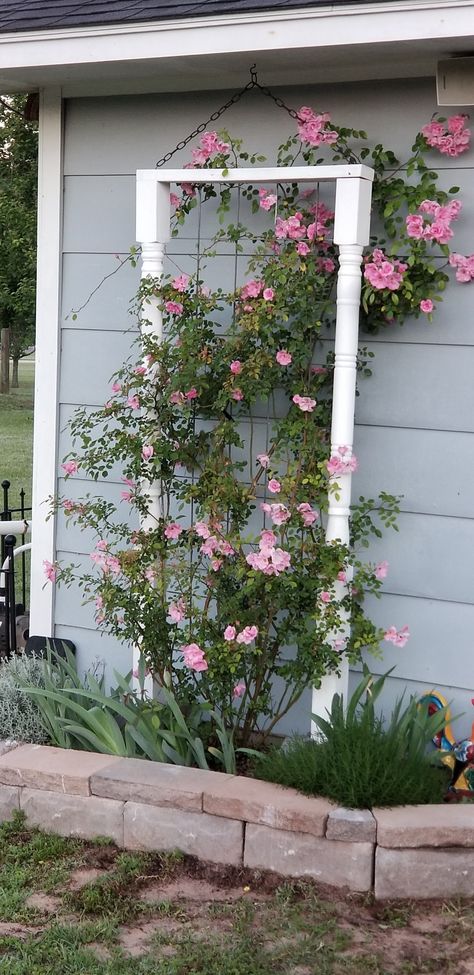 Rose Climbing Wall, How To Build A Rose Trellis, Climbing Roses Trellis On House, Climbing Rose Arbor, Peggy Martin Rose Trellis, Diy Rose Trellis, Climbing Rose Trellis Ideas, Rose Trellis Ideas Diy, Climbing Rose Ideas