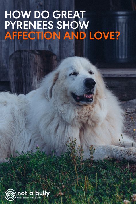 If you are the lucky owner of a Great Pyrenees, you know how special their personalities are. These dogs are known to be loving, affectionate, and thoughtful. Because they are so independent, it can sometimes be hard to tell when they love you.So, how do Great Pyrenees show affection? Great Pyrenees Grooming, Great Pyrenees Aesthetic, Golden Pyrenees, Livestock Guardian Dog Breeds, Coal Train, Pyrenees Puppies, Great Pyrenees Puppy, Pyrenees Dog, German Shepherd Breeds