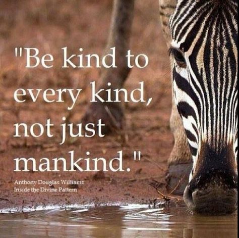 kind to animals | Be kind to all quote. Animal rights Wildlife Quotes, Animal Rights Quotes, Kindness To Animals, Animal Lover Quotes, Mother Nature Quotes, Quotes Nature, Save Wildlife, Vegan Quotes, Work Quotes Inspirational