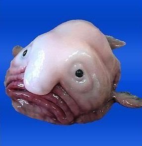 for more ( follow me and visit me + love and save my pins ) Blob Fish, Image Illusion, Jellyfish Pictures, Fish Poster, Ugly Animals, Underwater Ocean, Shark Toy, Deep Sea Creatures, Weird Fish