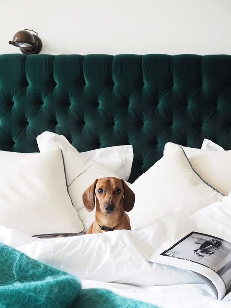 Doggy friendly hotels in the UK – No 38 The Park, Cheltenham review  #RePin by AT Social Media Marketing - Pinterest Marketing Specialists ATSocialMedia.co.uk Hotels Around The World, Dog Hotel, Dog Friendly Hotels, Pet Hotel, Farmhouse Side Table, Cute Dorm Rooms, Animal Room, Pet Friendly Hotels, Luxury Pet