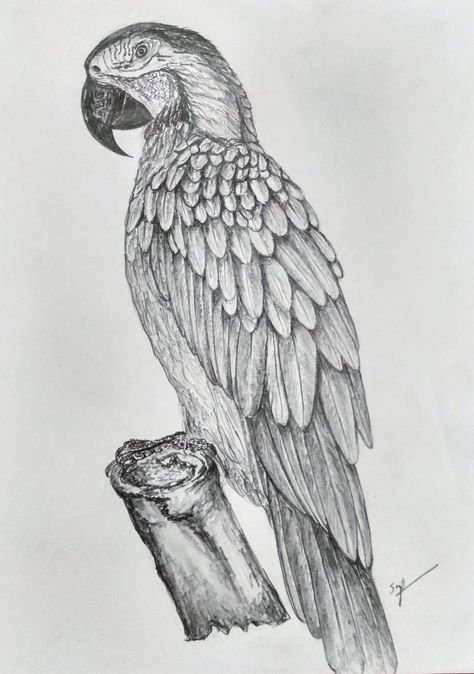 Macaw Parrot Drawing Sketch, Drawing Ideas Parrot, Realistic Parrot Drawing, Parrot Drawing Pencil, Birds Sketches Pencil, Bird Sketch Realistic, Bird Sketch Pencil, Parrot Sketch, Burung Kakatua