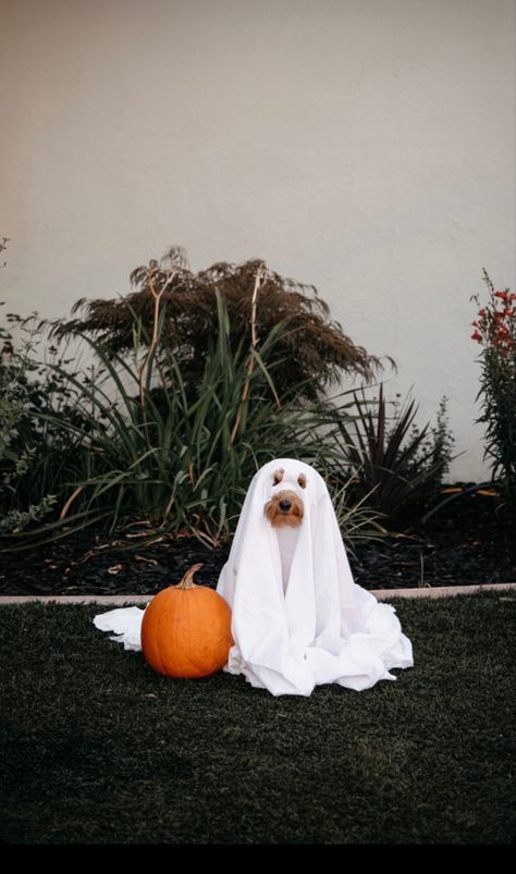 Puppies In Halloween Costumes, Dogs In Ghost Costume, Dog Ghost Halloween Costume, Dogs As Ghosts, Ghost Sheet Photoshoot With Dog, Dogs Costumes Halloween, Halloween Pictures With Dogs, Pumpkin Dog Photoshoot, Dog Ghost Costume Photoshoot