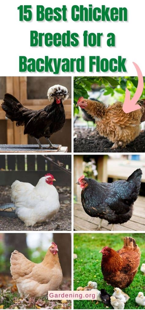 Chicken Species, Small Chicken Breeds, Chicken Breeds Chart, Chickens Breeds, Chicken Breeds For Eggs, Best Chicken Breeds, Rare Chicken Breeds, Chickens Backyard Breeds, Laying Chickens Breeds