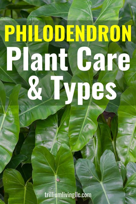 The Philodendron plant is one of the most popular indoor plants. This care guide will teach you how to care for this houseplant as well as review the most common types of Philodendrons. #philodendron #indoorplants #trilliumliving Philonderon Plants, Philodendron Plant Care, Philodendron Varieties, Philodendron Care, Tanaman Indoor, Philodendron Plant, Hanging Plants Indoor, Indoor Plant Care, Easy Landscaping