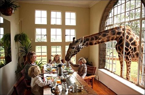 The Giraffe Manor - located just outside Nairobi, Kenya, the giraffes roam free and sometimes pop in for breakfast! Giraffe Manor Hotel, Giraffe Hotel, Serengeti Safari, Giraffe Manor, Jw Life, Africa Trip, Animal Instinct, Beautiful Bed, A Giraffe