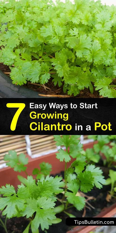 A popular herb for Asian cuisine, discover how easy it is to start growing cilantro and when to expect coriander seeds. Learn about cilantro's tendency for bolting and when to plant cilantro seeds to get fresh cilantro. #cilantro #container #growing #pots Cilantro Indoors Growing, Corriander Plant How To Grow, How To Grow Cilantro In A Pot, Growing Cilantro In A Pot, Planting Cilantro, Grow Coriander At Home, How To Grow Coriander, Grow Cilantro Indoors, How To Grow Cilantro