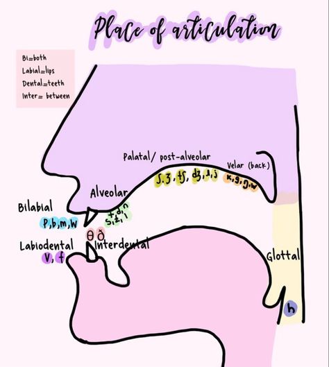 Fronting Speech Therapy Activities, Phonetics Aesthetic, Slp Therapy Activities, Slp Praxis Study Guide, Speech And Language Therapy Aesthetic, Articulation Disorder, Speech Pathology Aesthetic, Speech Pathology Humor, Place Of Articulation