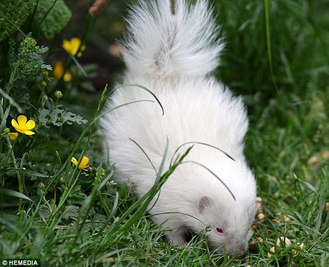 Albino Skunk | He's all-white: Tiny rare albino skunk becomes unlikely star of the ... Stuffed Animal Purse, Stinky Cat, Pet Skunk, White Skunk, Rare Albino Animals, Animal Purse, Baby Skunks, Soft Kitty Warm Kitty, White Animals