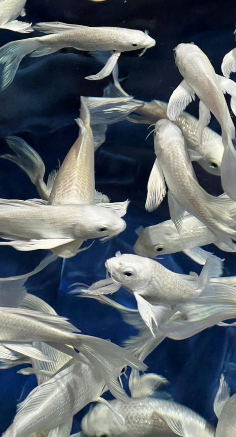 Fish, Water, White