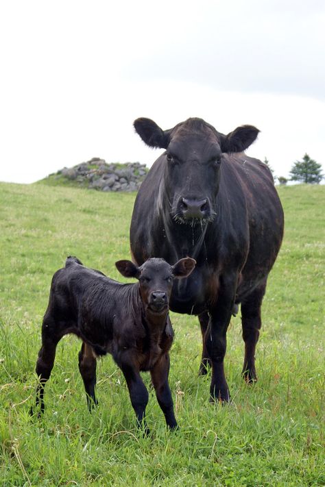 Black Angus Cow & Calf                                                                                                                                                      More Cow Breeds, Gado Leiteiro, Angus Cow, Angus Cattle, Aberdeen Angus, Raising Cattle, Beef Cow, Beef Cattle, Cattle Ranching