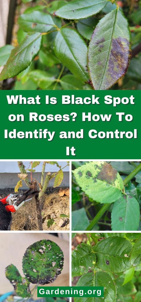 What Is Black Spot on Roses? How To Identify and Control It Rose Diseases, Black Spot On Roses, Diy Compost, Plant Diseases, Houseplants Indoor, Rose Leaves, Rose Bush, Seed Starting, Edible Flowers