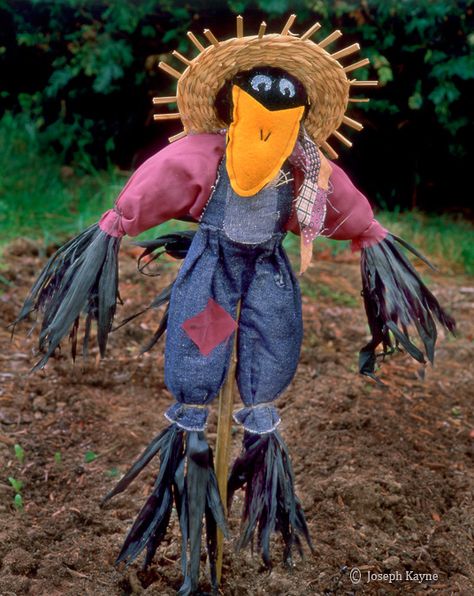 Scarecrow...teehehe Growing Ginger Indoors, Scarecrow Festival, Make A Scarecrow, Scarecrows For Garden, Diy Scarecrow, Growing Ginger, Scarecrow Crafts, Casa Halloween, Halloween Scarecrow