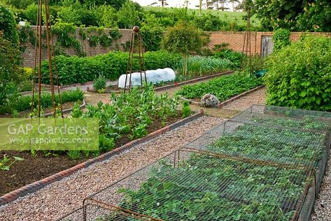 Walled kitchen garden with gravel paths, Victorian style 'rope' edging to the beds Garden With Gravel, Wall Garden Ideas, Victorian Greenhouses, Garden Obelisk, Garden Layout Vegetable, Potager Garden, Victorian Garden, Walled Garden, Farmhouse Garden