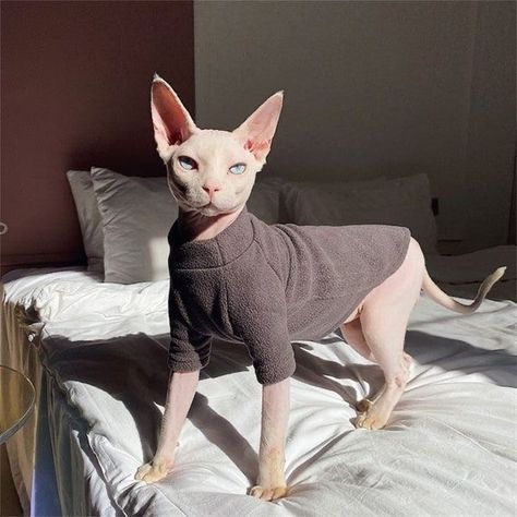 Cute Hairless Cat, Sphinx Cat, Dream's Cat, Spring Pattern, Hairless Cat, Silly Cats Pictures, Sphynx Cat, Cat Person, Cat Aesthetic