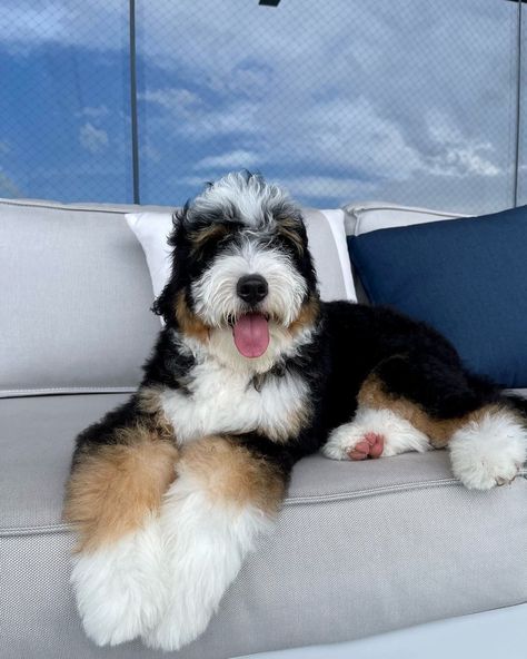 Aussie Doodle Puppy, Dream Puppy, King Spaniel, Mini Bernedoodle, Bernedoodle Puppy, Dream Dog, Puppy Supplies, Goldendoodle Puppy, Doodle Dog