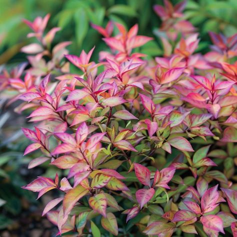 8 super low maintenance but captivating shrub arrangements for the front of your house Low Maintenance Shrubs Front Yards, Low Growing Shrubs, Box Wood Shrub, Low Maintenance Shrubs, Low Maintenance Garden, Flower Display, Trees And Shrubs, Colorful Leaves, Zen Garden