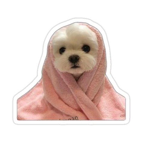 Decorate laptops, Hydro Flasks, cars and more with removable kiss-cut, vinyl decal stickers. Glossy, matte, and transparent options in various sizes. Super durable and water-resistant. — cute white puppy sticker (maltese)— look at dimensions of sticker before purchasing!! ** Cute White Puppy, Cute White Puppies, Rose Sticker, White Puppy, Dog Milk, Aesthetic Memes, Cute Animal Illustration, Pink Blanket, White Puppies