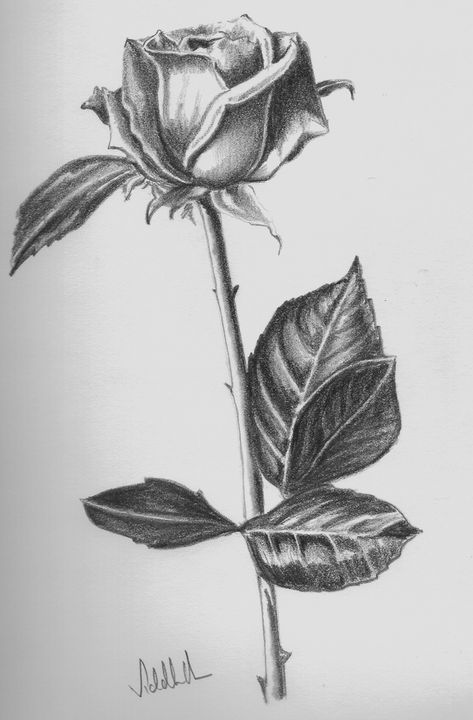 Lillies Flowers, Realistic Rose, Pencil Shading, Rose Drawing, Roses Drawing, Amazing Drawings, Sketch Painting, Chiaroscuro, Drawing Tutorials