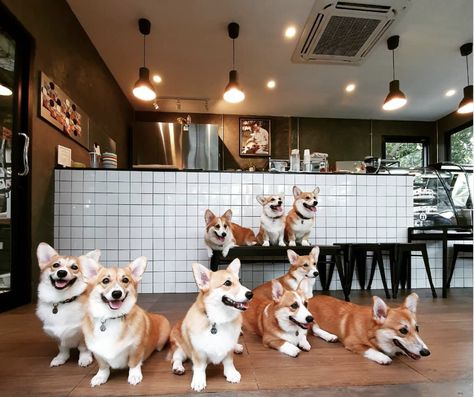 This Corgi Café Serves Matcha Lattes AND Puppy Snuggles  Delish Pet Cafe, Golden Retriever Husky, Café Design, Puppy Snuggles, Cafe Concept, Dog Cafe, Cute Cafe, Secret Life Of Pets, Cat Cafe