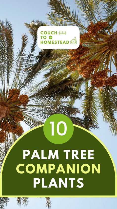 Palm Tree Palm Tree Garden Ideas Backyards, Plants Around Palm Trees, Queen Palm Tree, Palm Tree Care, Bottle Palm Tree, Sago Palm Tree, Alexander Palms, Dates Tree, Majesty Palm