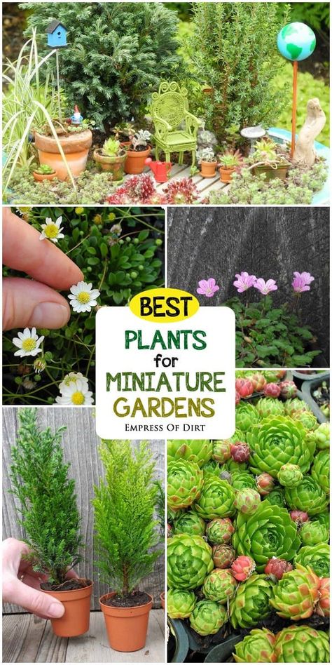 Fairy Garden Plants, Fairy Garden Designs, Miniature Gardens, Faeries Gardens, Plants To Grow, Mini Fairy Garden, Garden Mini, Best Plants, Garden Terrarium