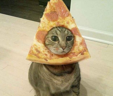 "My devotion to pizza is unparalleled" | 16 Cats Who Love Pizza As Much As You Trippy Cat, Gatos Cool, Trill Art, Pizza Cat, Galaxy Cat, Space Cat, Cat Costumes, A Pizza, Pet Costumes